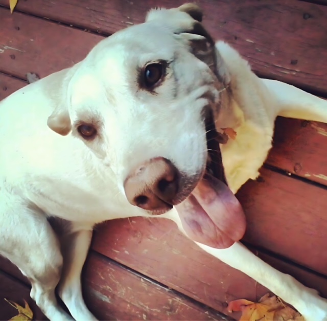 Pet Photography